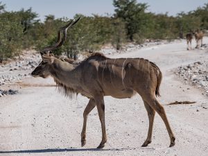 Ein Kudu gesichtet mit Afrikascout im Etosha Nationalpark