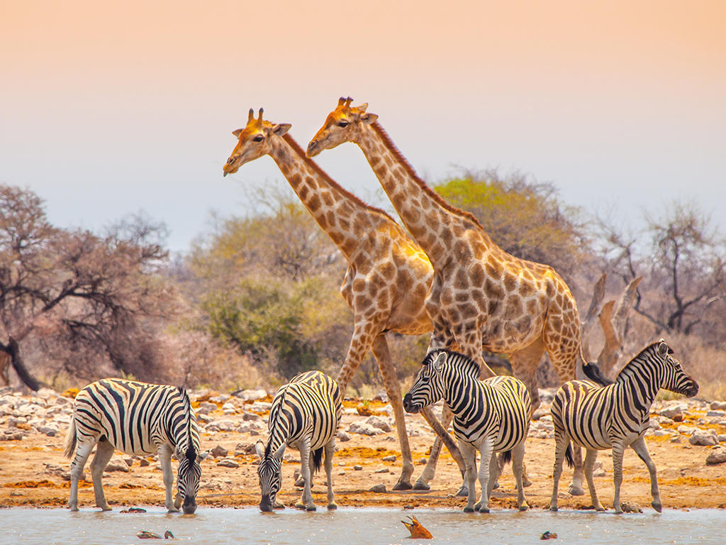 Giraffen am Wasserloch in Etosha  mit Afrikascout