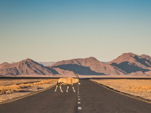 Ein Oryx auf der Strasse in Namibia mit Afrikabiker